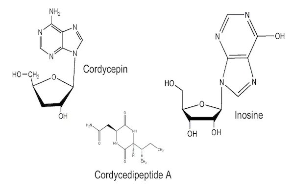 Cordyceps compounds