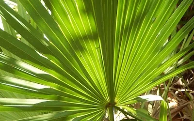 saw palmetto leaf