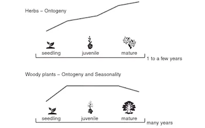 temporal changes in plant metabolite production